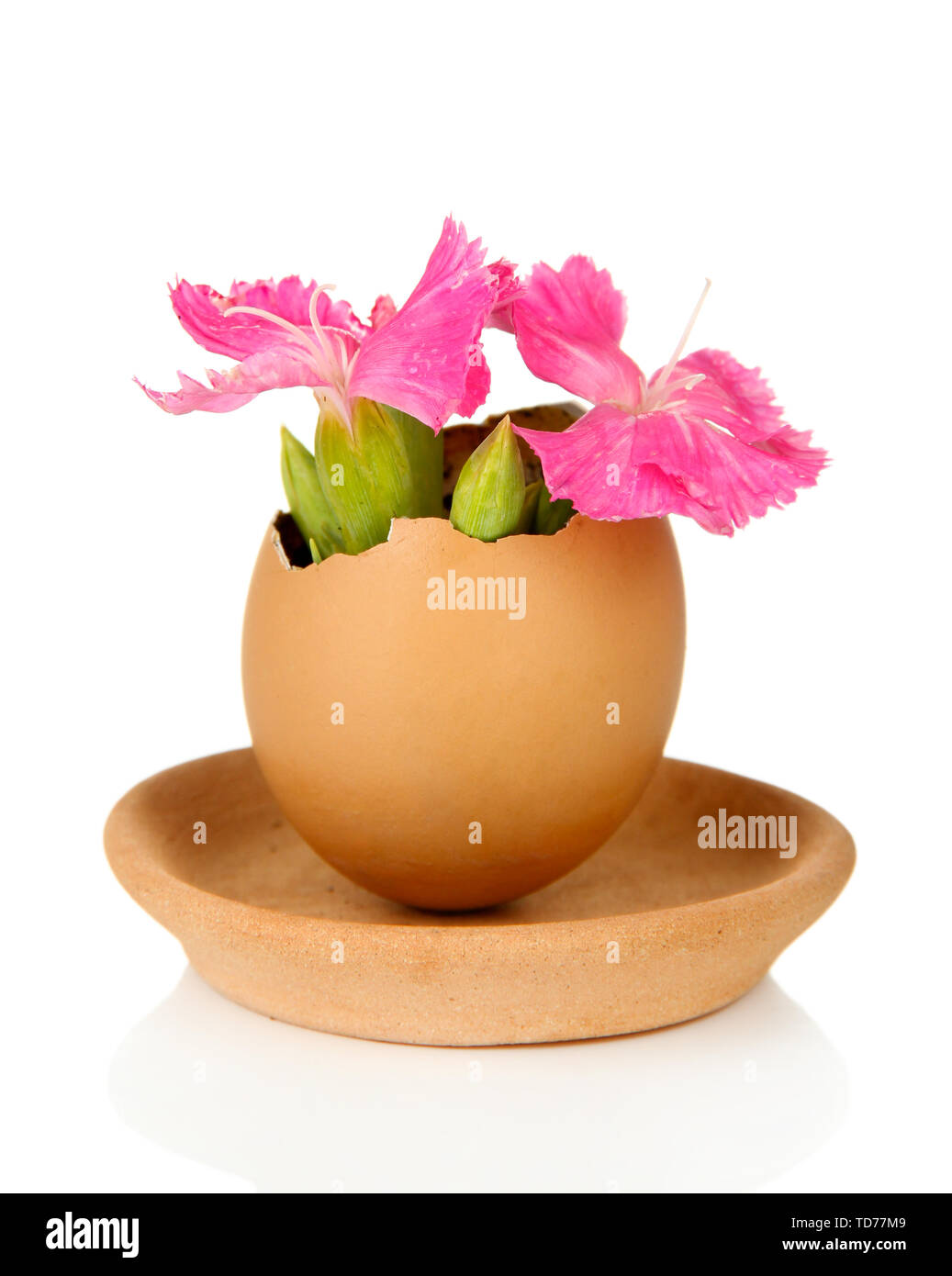 Flowers growing from egg shell, isolated on white Stock Photo