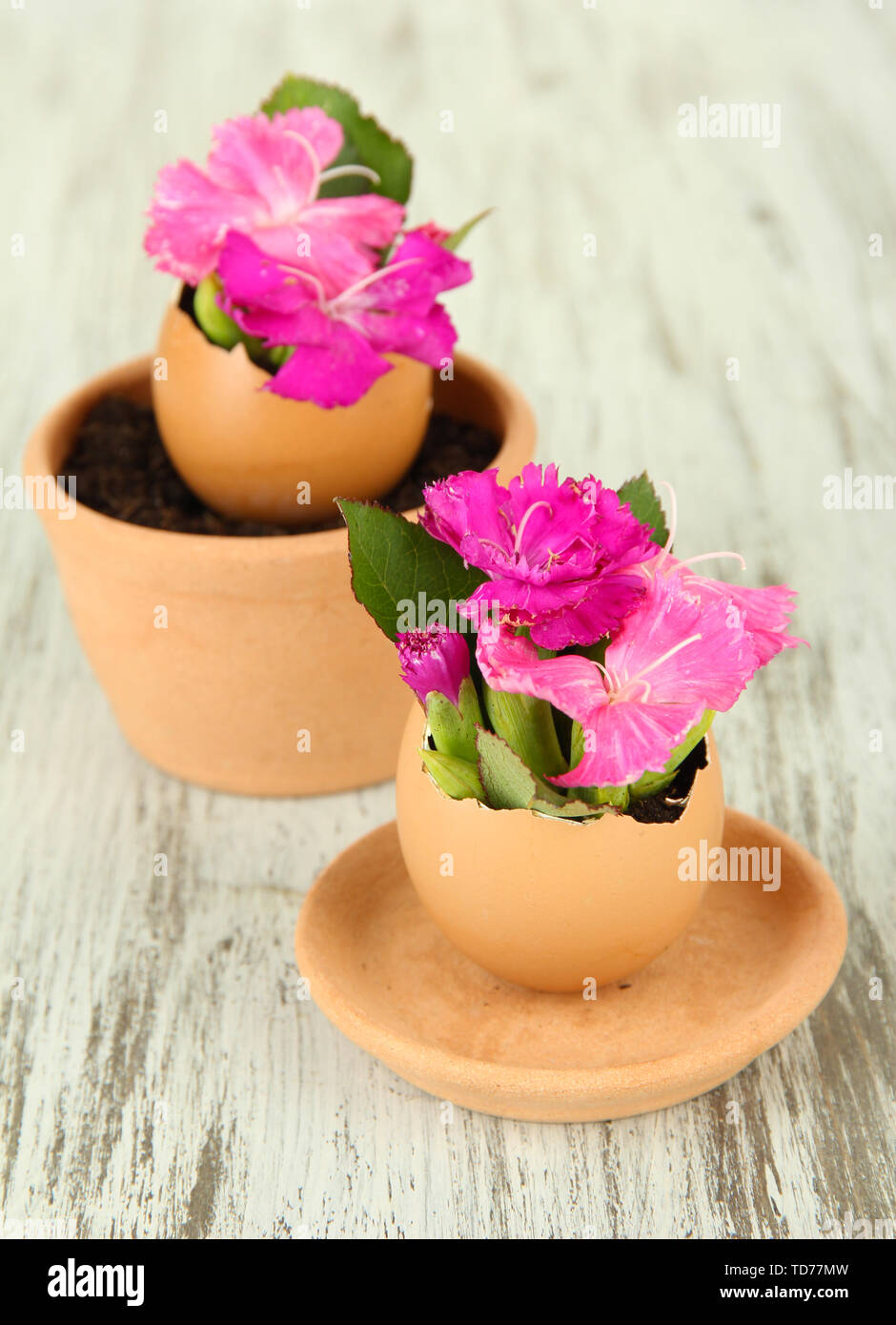 Flowers growing from egg shell, on wooden background Stock Photo