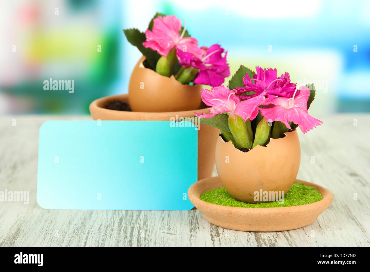 Flowers growing from egg shell, on bright background Stock Photo