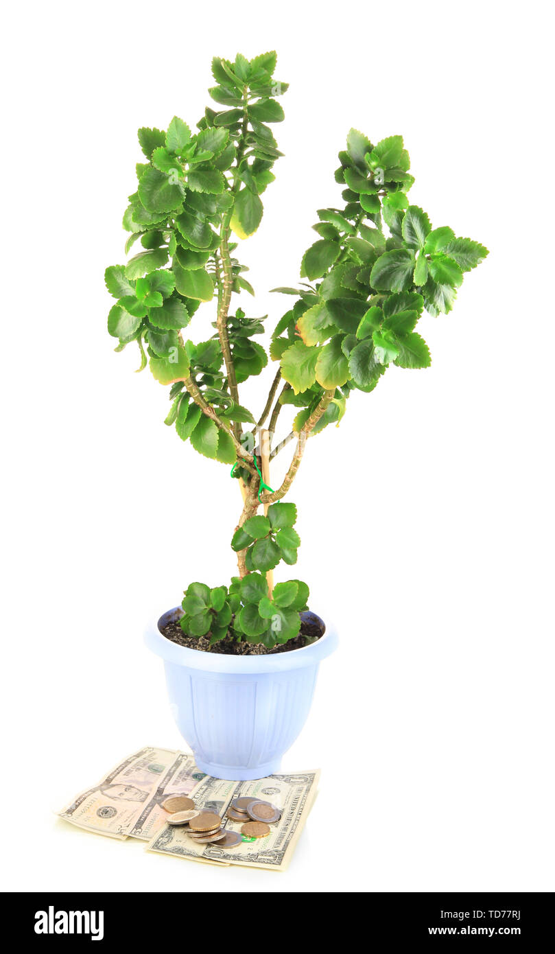 Money tree with money isolated on white Stock Photo - Alamy