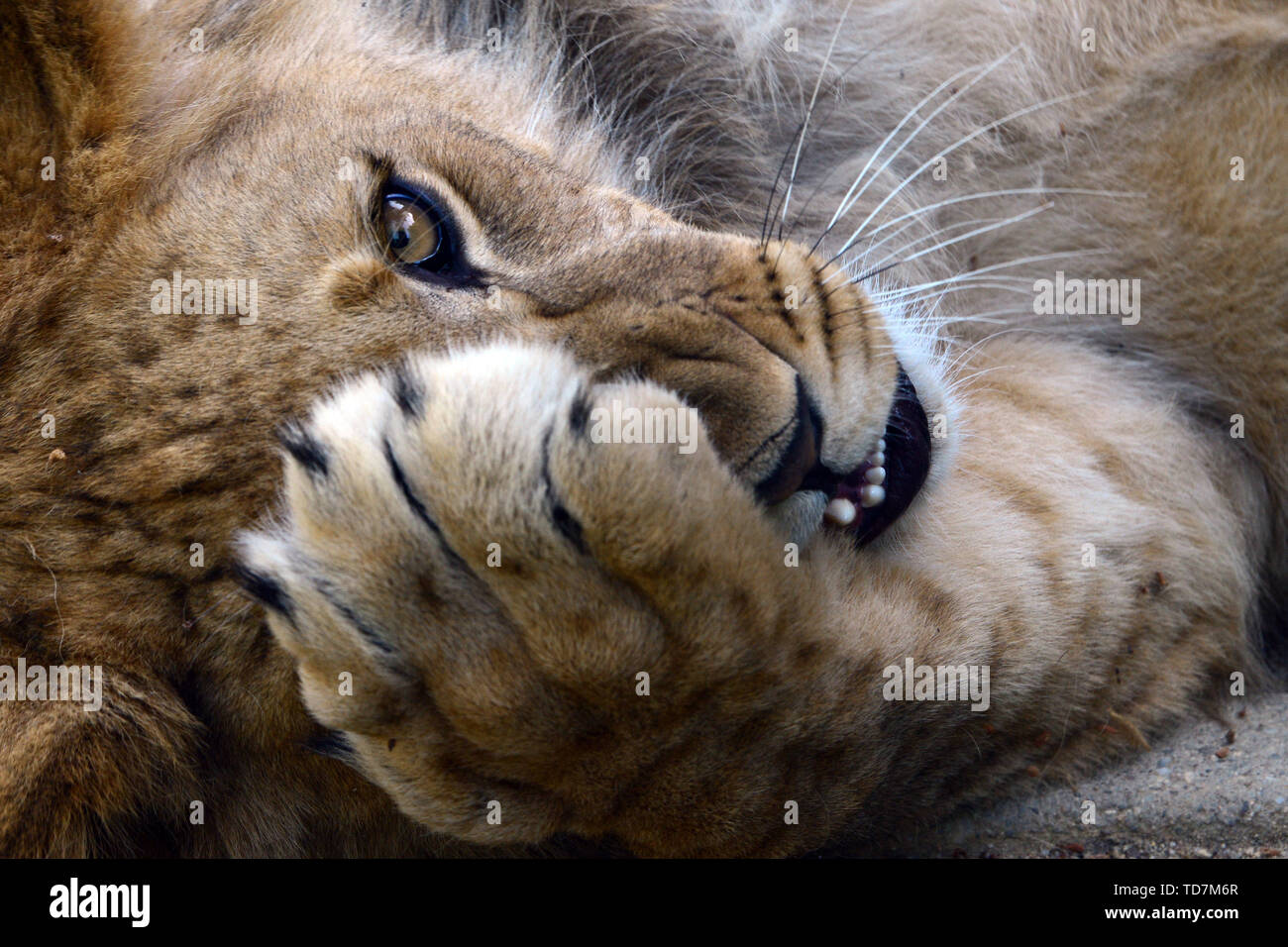 Olomouc, Czech Republic. 11th June, 2019. Barbary Lion cub called Thembi resting in enclosure at the city zoo in Olomouc in the Czech Republic. The male lion cub Thembi is one year old. The name Thembi which means ''Hope' Credit: Slavek Ruta/ZUMA Wire/Alamy Live News Stock Photo