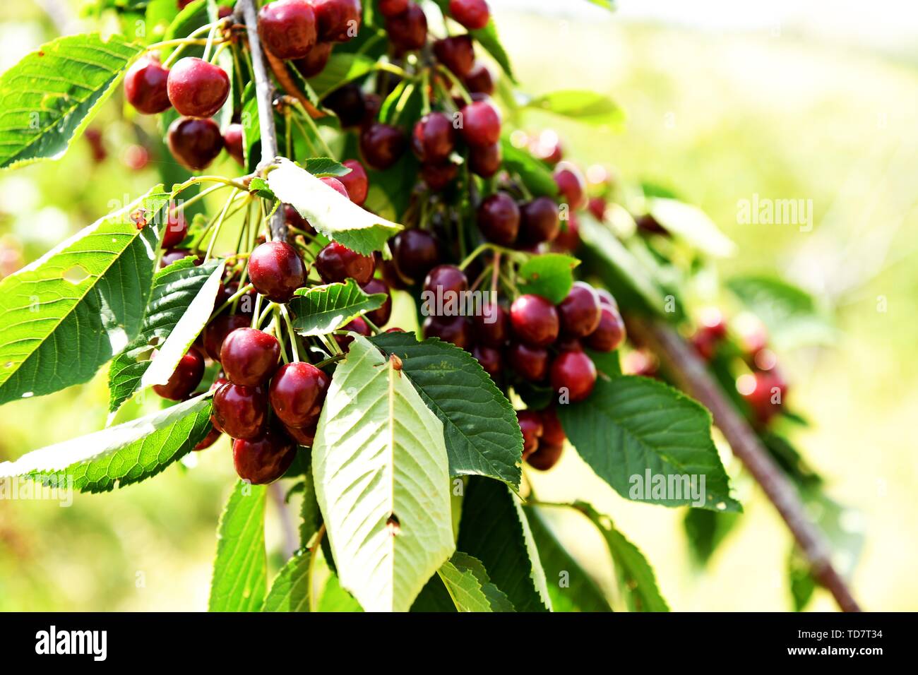 Cherry 12s 2019 hotsell