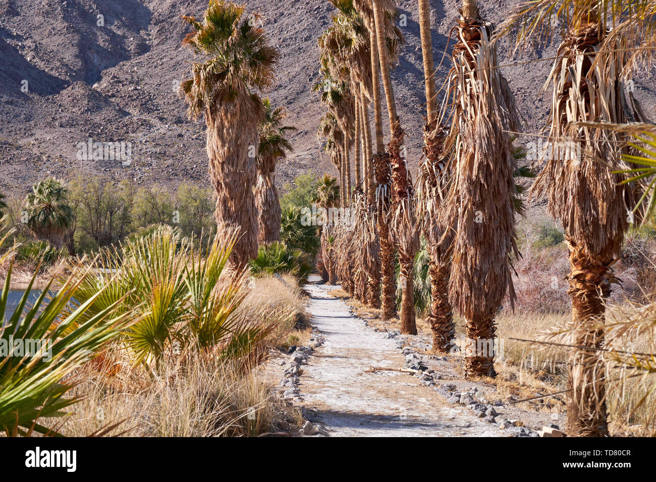Zzyzx, CA, USA. 21st Jan, 2019. The abandoned Zzyzx Mineral Springs and