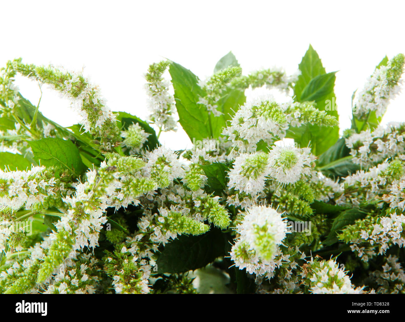 Mint Roses Fresh Fresh mint flowers isolated on white Stock Photo - Alamy