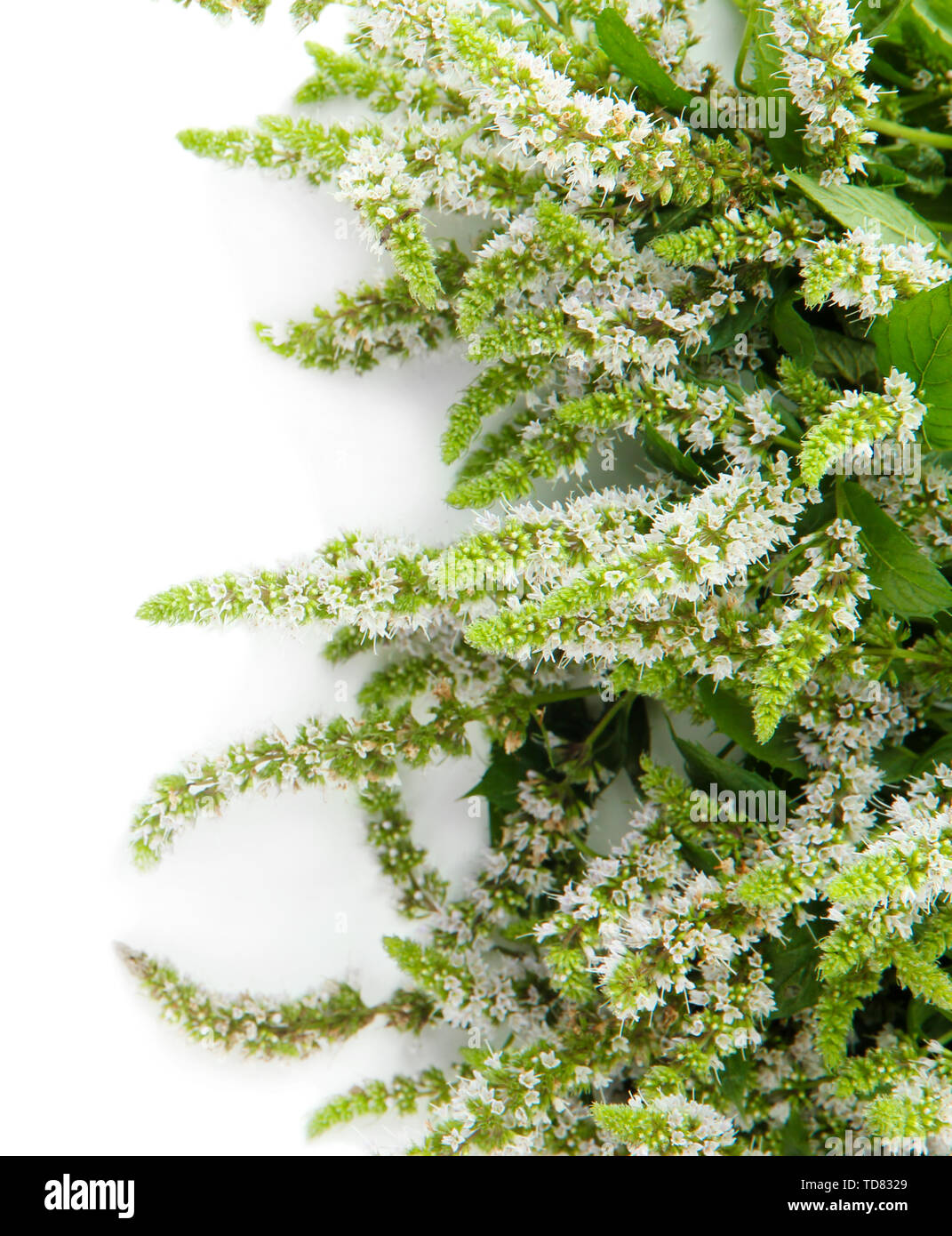 Mint Roses Fresh Fresh mint flowers isolated on white Stock Photo - Alamy