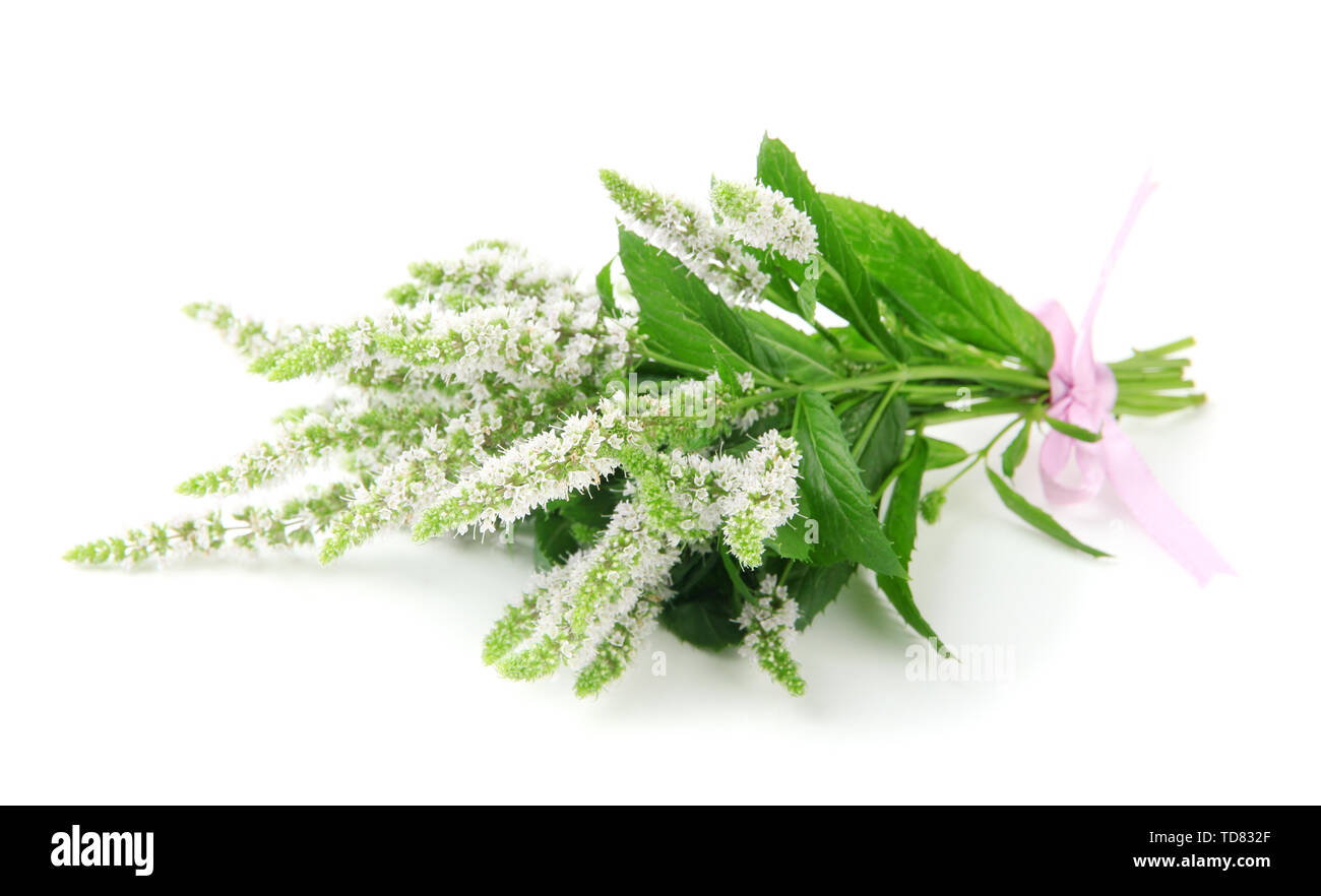 Mint Roses Fresh Fresh mint flowers isolated on white Stock Photo - Alamy