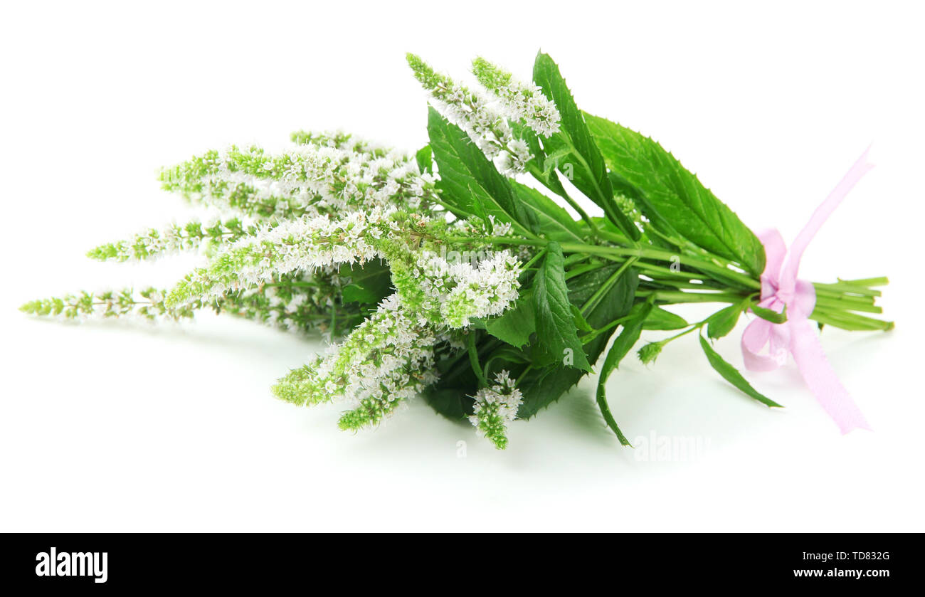 Mint Roses Fresh Fresh mint flowers isolated on white Stock Photo - Alamy