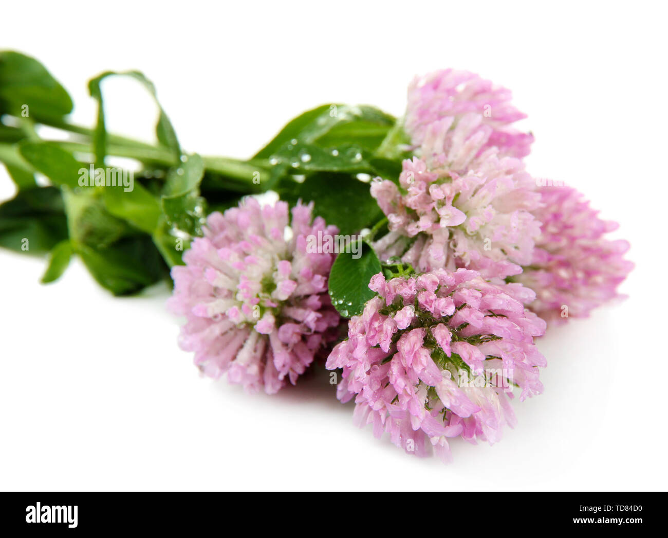 Clover flowers isolated on white Stock Photo