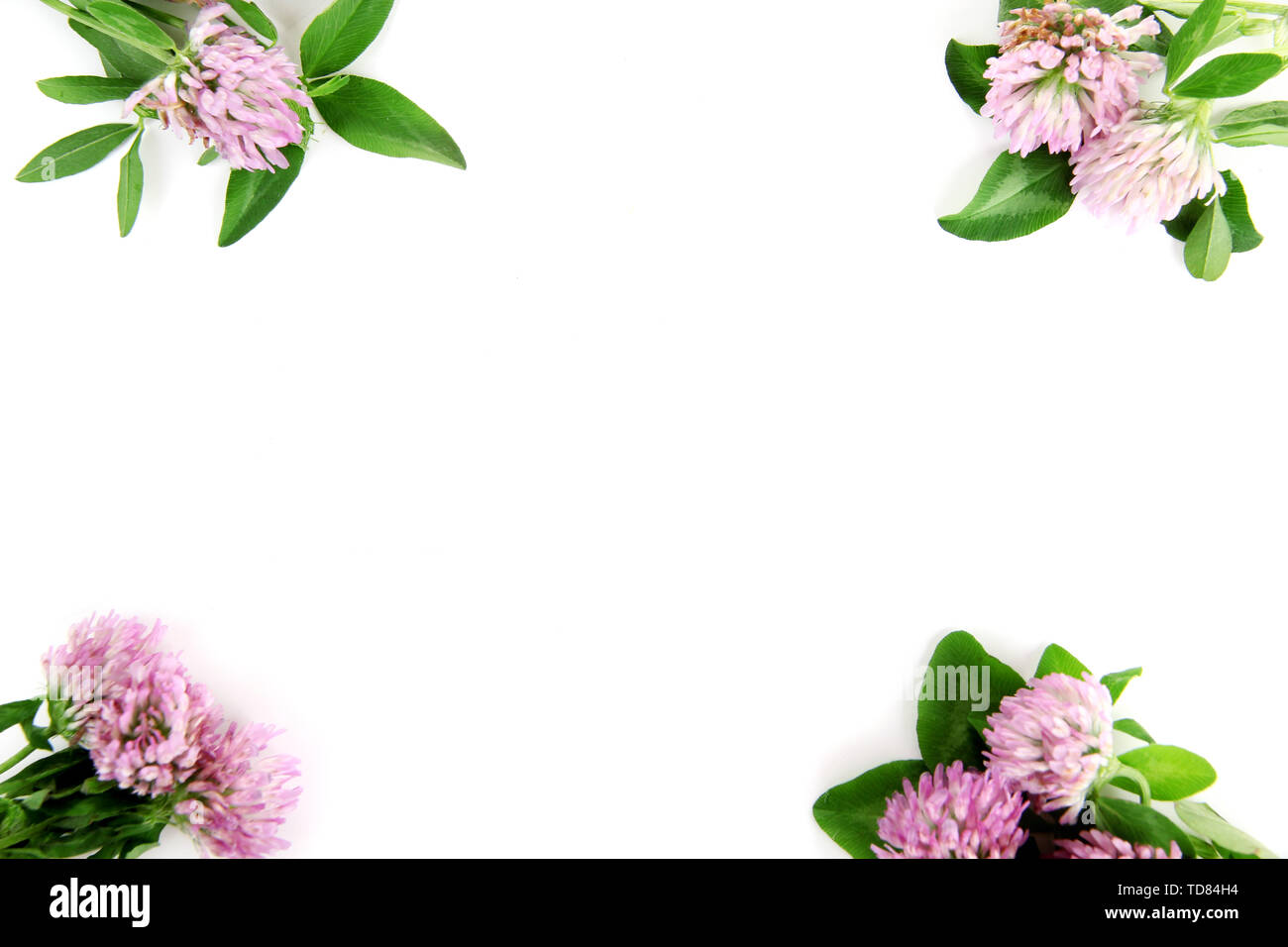 Clover flowers isolated on white Stock Photo - Alamy