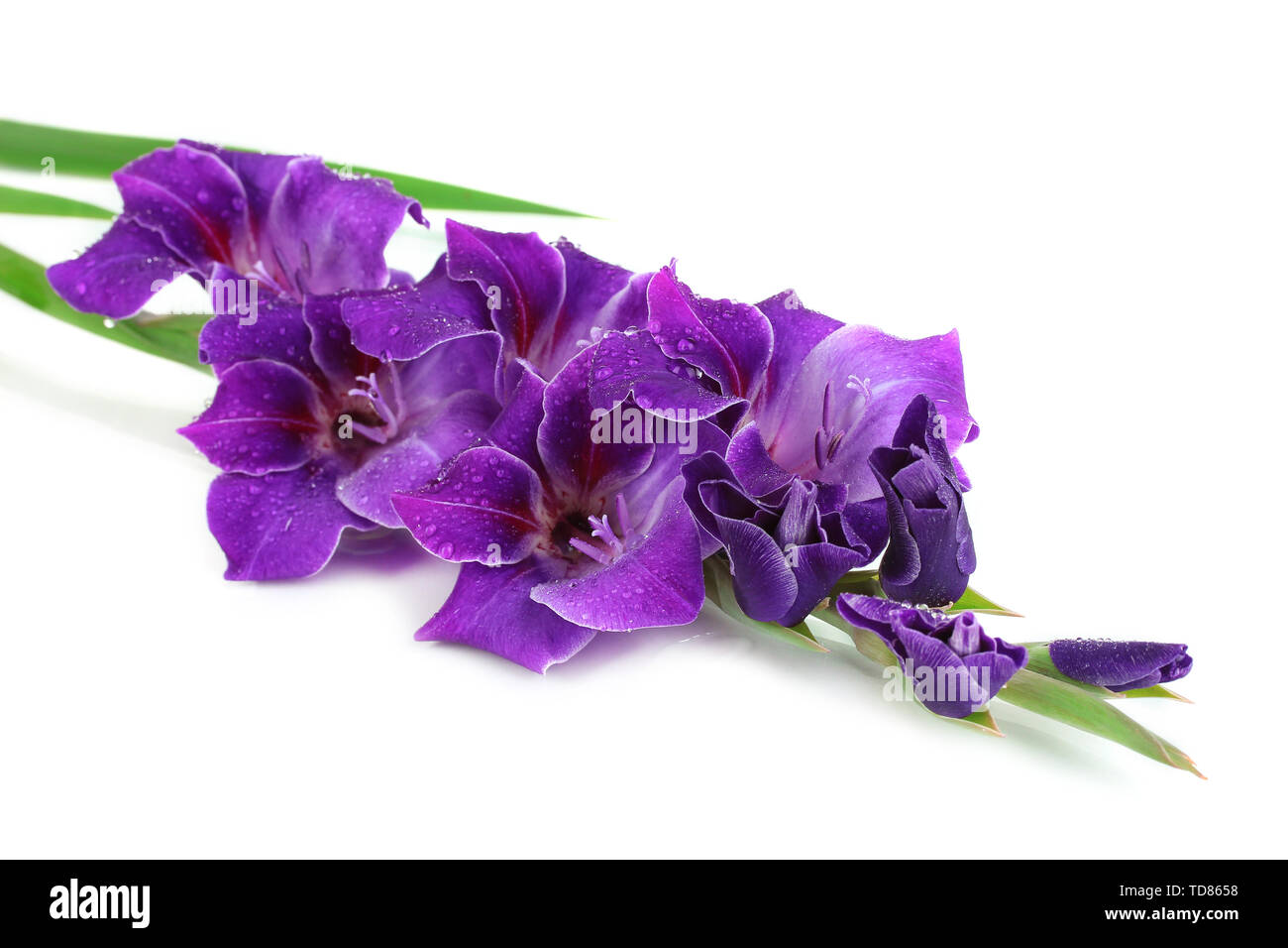Beautiful gladiolus flower isolated on white Stock Photo