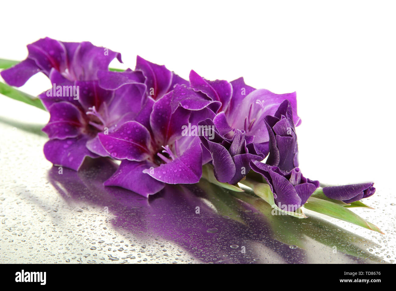 Beautiful gladiolus flower close up Stock Photo