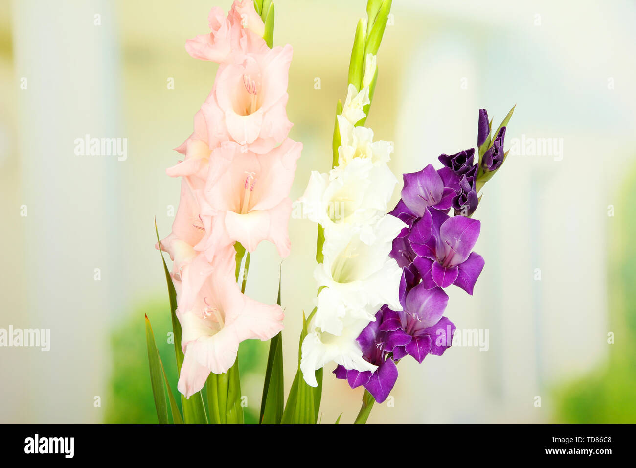 Beautiful gladiolus flower on bright background Stock Photo