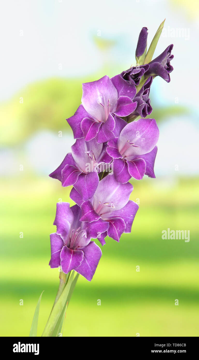 Beautiful gladiolus flower on bright background Stock Photo