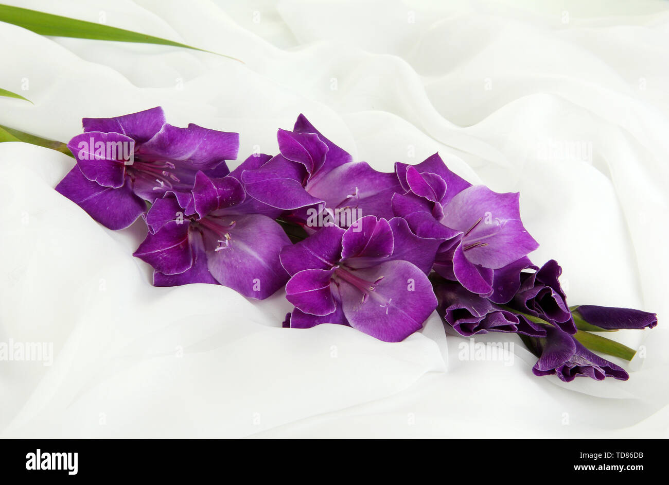 Beautiful gladiolus flower on white fabric background Stock Photo
