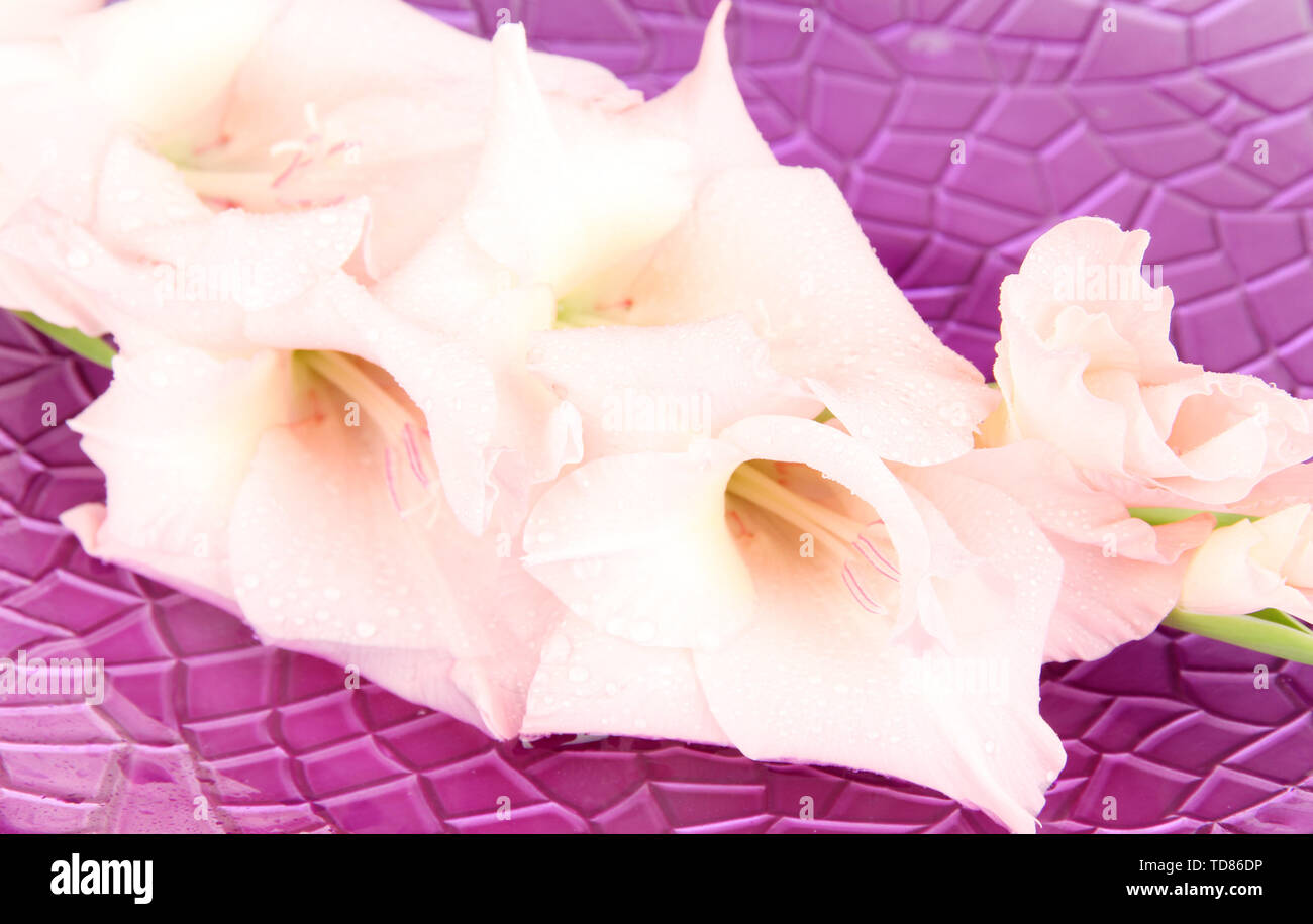 Beautiful gladiolus flower in water on purple background Stock Photo