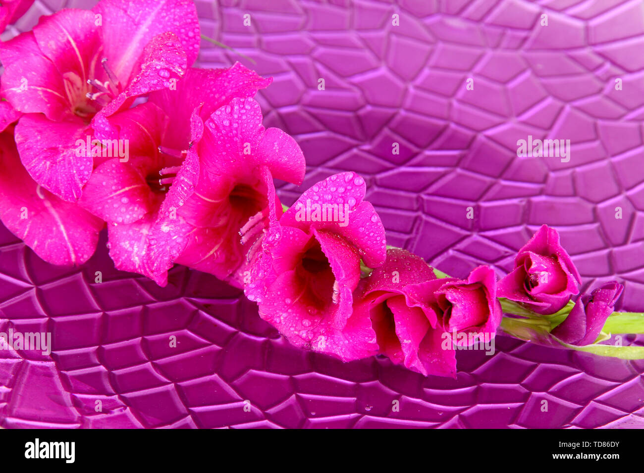 Beautiful gladiolus flower in water on purple background Stock Photo