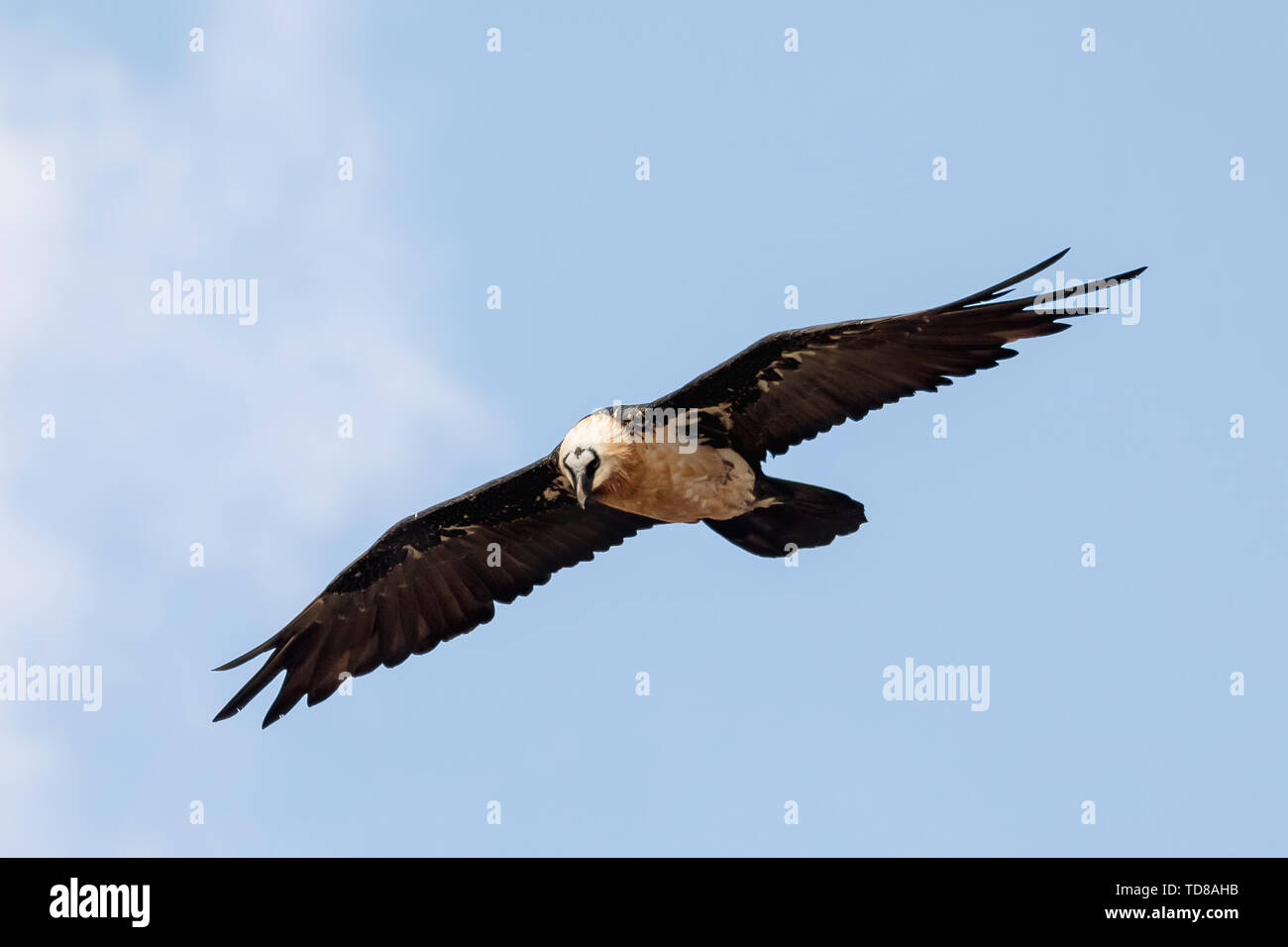 Bearded Vulture, Gypaetus barbatus flying over Semien or Simien mountains Ethiopia, Ethiopian wildlife, Africa Stock Photo