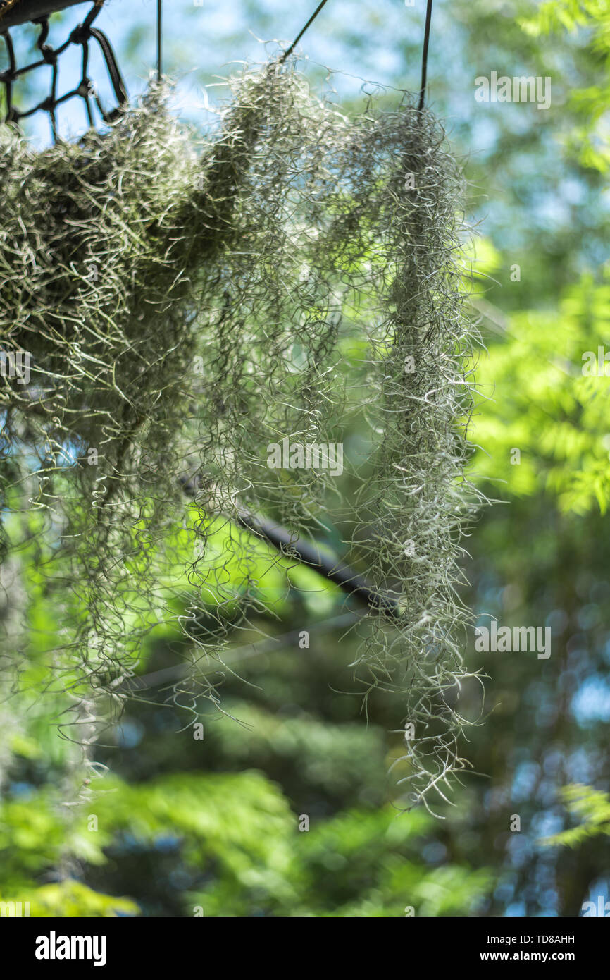 Spanish moss. Hanging plants with small plastic pot. upside down. Many  beautiful plant hanging from ceiling in the greenhouse garden Stock Photo -  Alamy