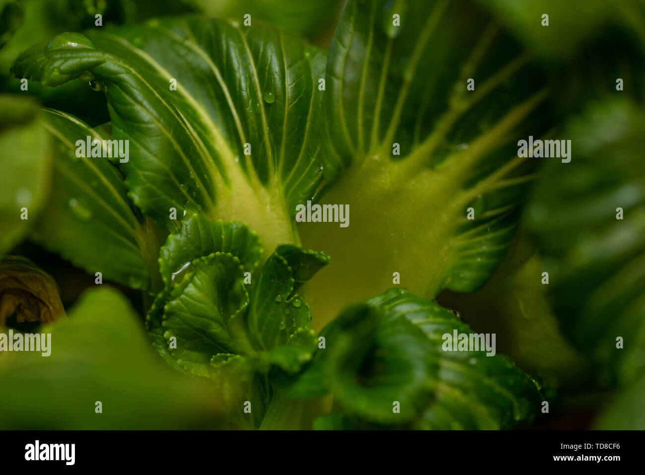 Micro shot of green plants, green green environment Stock Photo