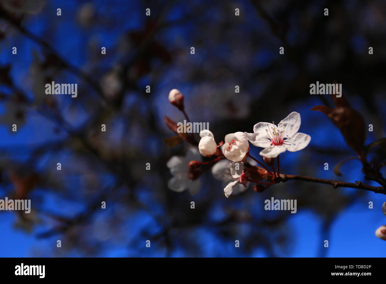 Cherry blossoms in Queenstown, New Zealand Stock Photo Alamy