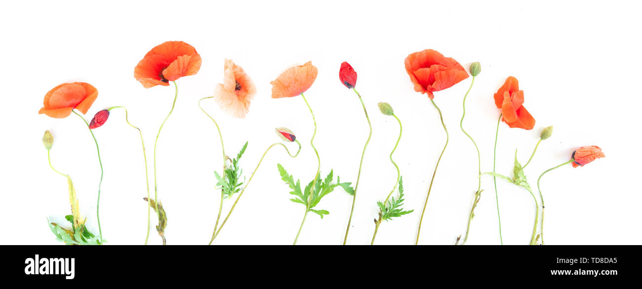 Wild flowers red poppies Cut Out Stock Images & Pictures - Alamy
