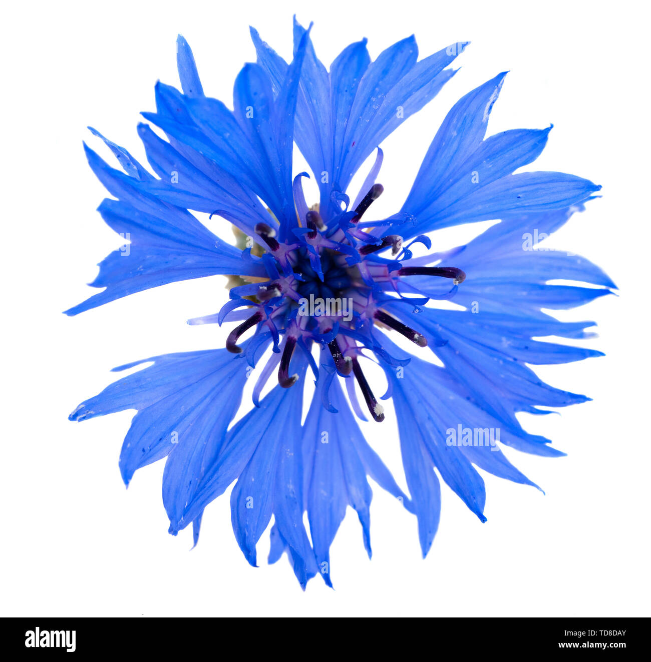 blue corn flower Stock Photo