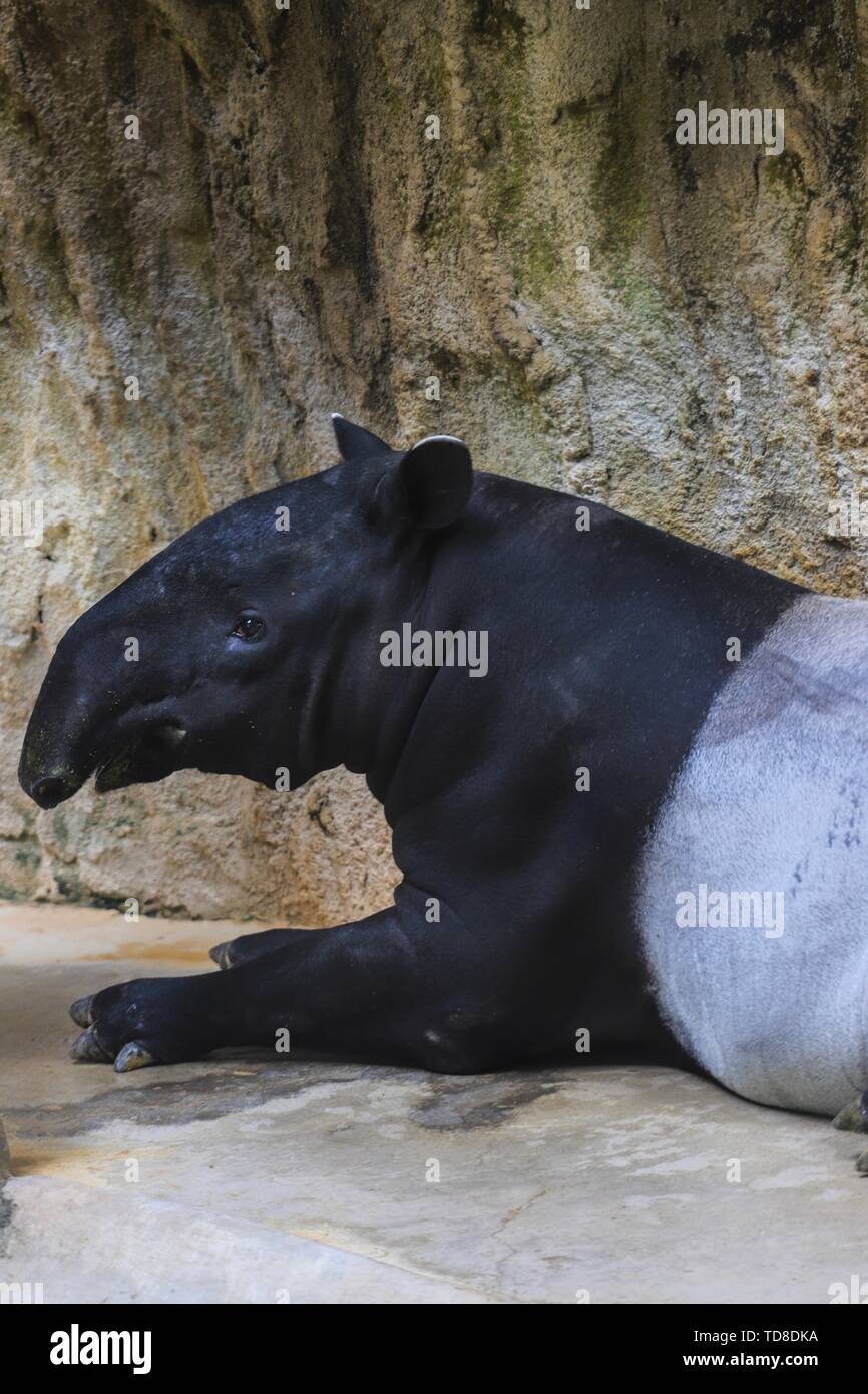 Everything revived, and the animals in the zoo ushered in spring Stock ...