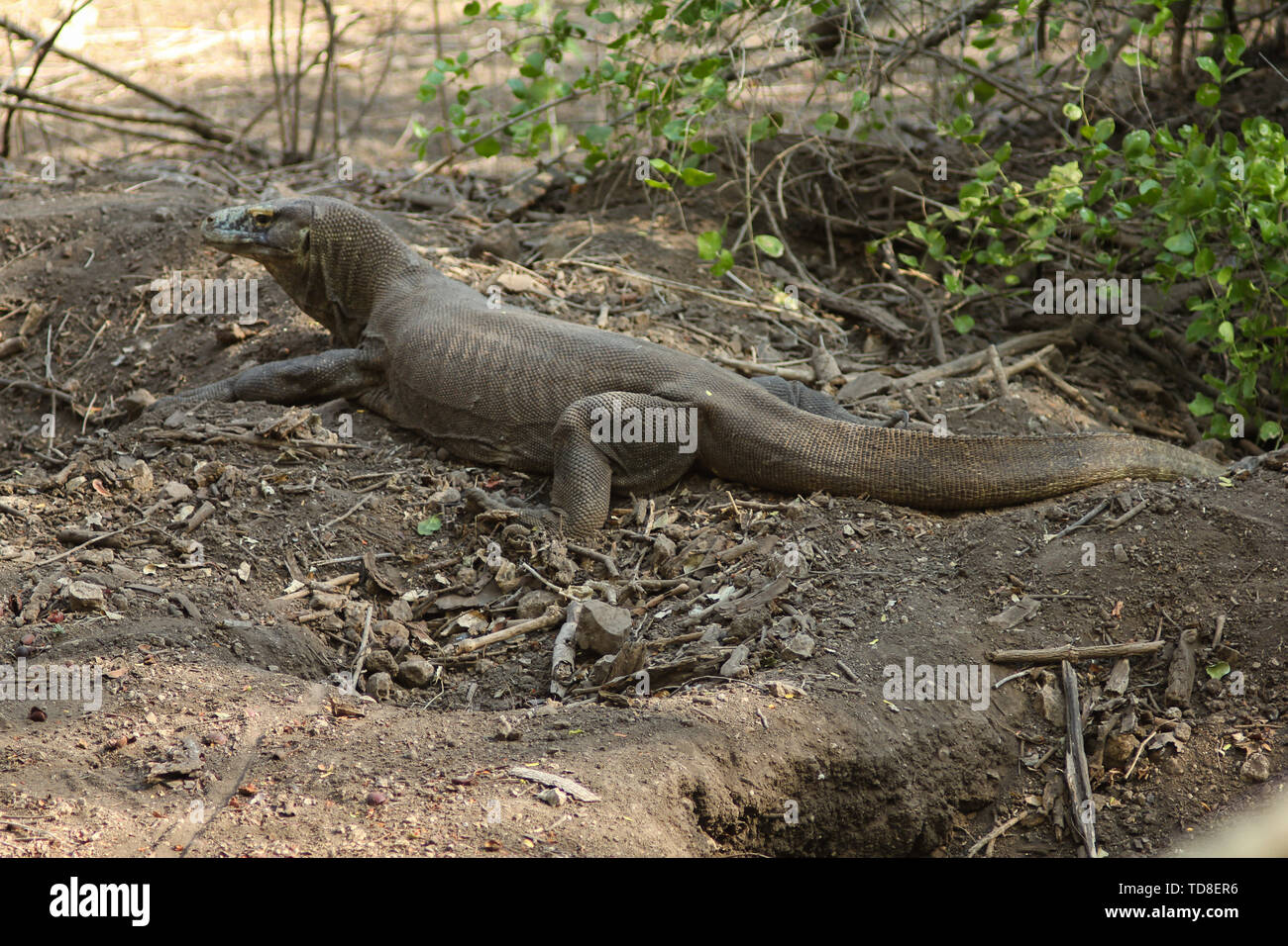 Komodo dragon (Varanus komodoensis) is the largest lizards in the world. The  largest living of this species is found in the Komodo and Rinca island, i  Stock Photo - Alamy