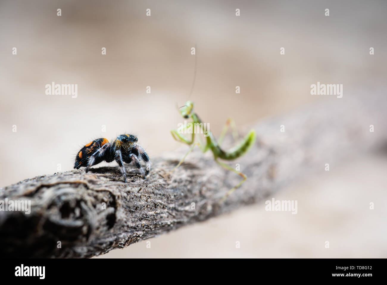 Insects in nature Stock Photo Alamy