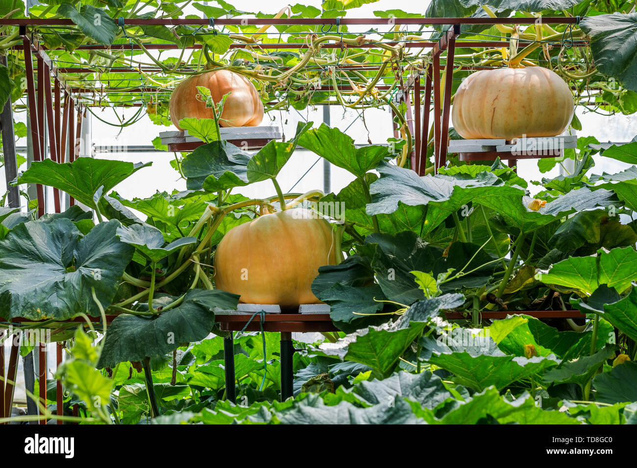 Giant pumpkin cultivation, photographed at Shandong Shouguang Cuisine Expo Stock Photo