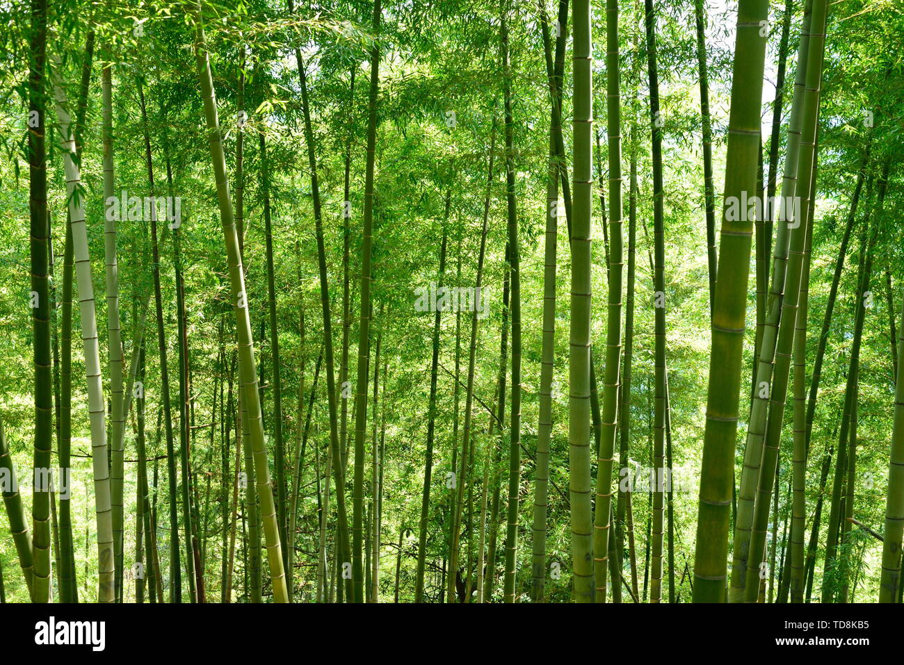 Bamboo planting grain hires stock photography and images Alamy