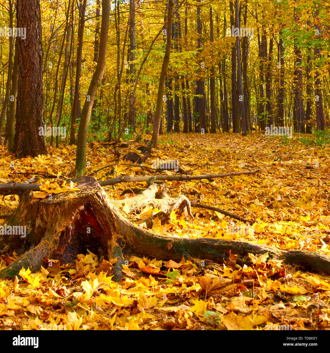Rural landscape fallen tree hi-res stock photography and images - Alamy