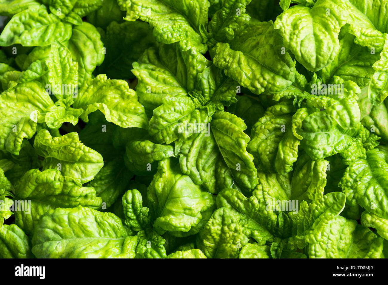Green basil seedlings leaves textured background. Home gardening
