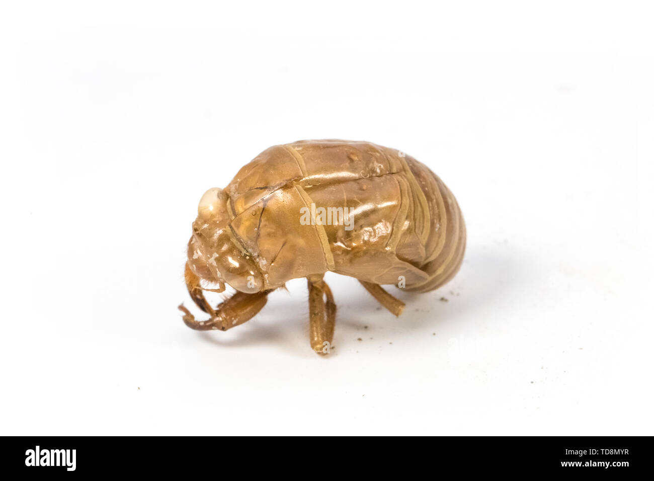The cicada shell knows the metamorphosis Stock Photo - Alamy