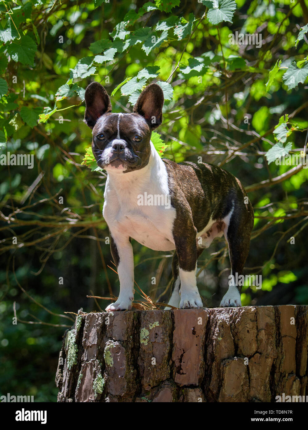 Portrait of a French bulldog on a tree stump outdoors Stock Photo - Alamy