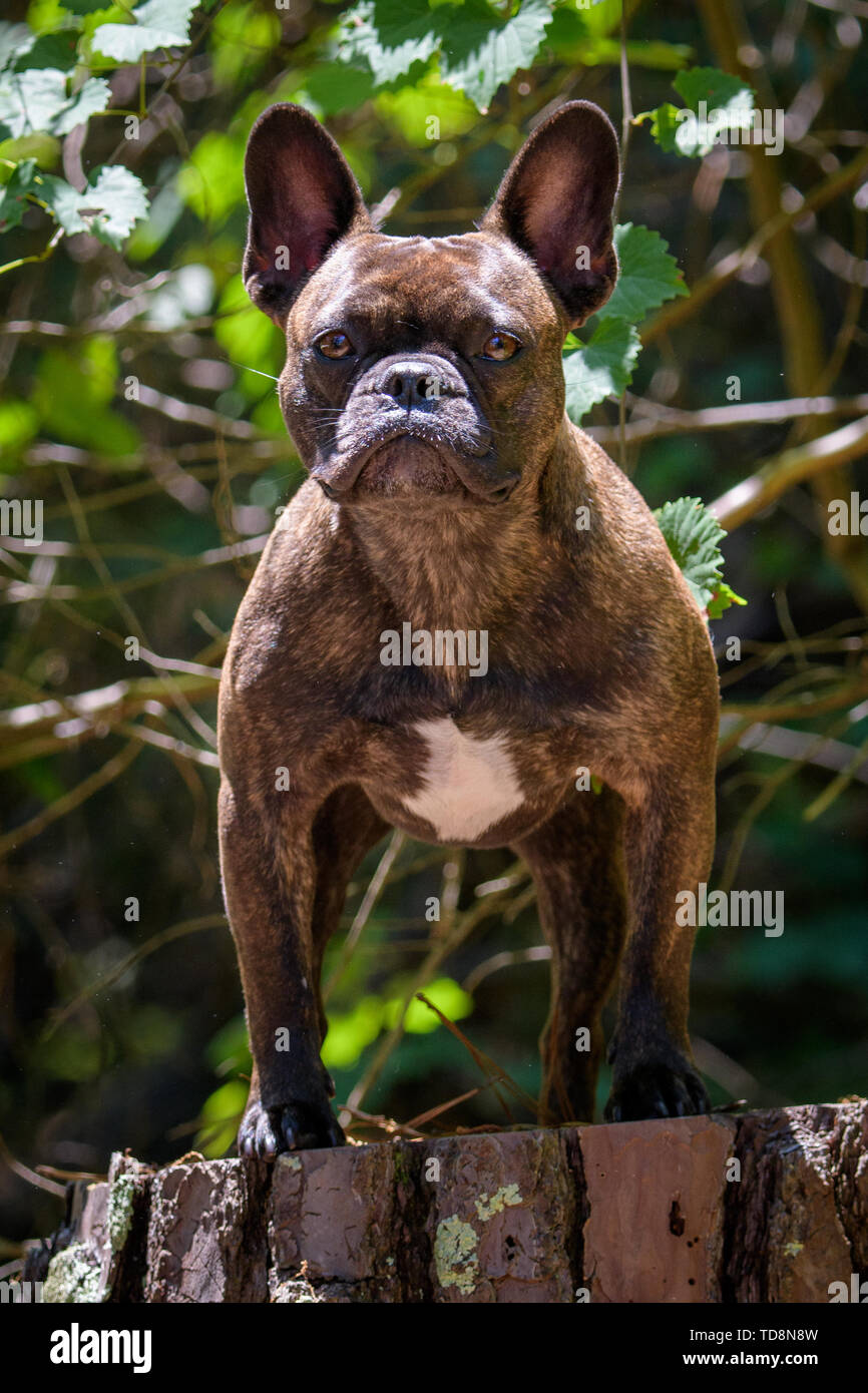 French bulldog on a tree stump posing for a portrait at the park Stock ...