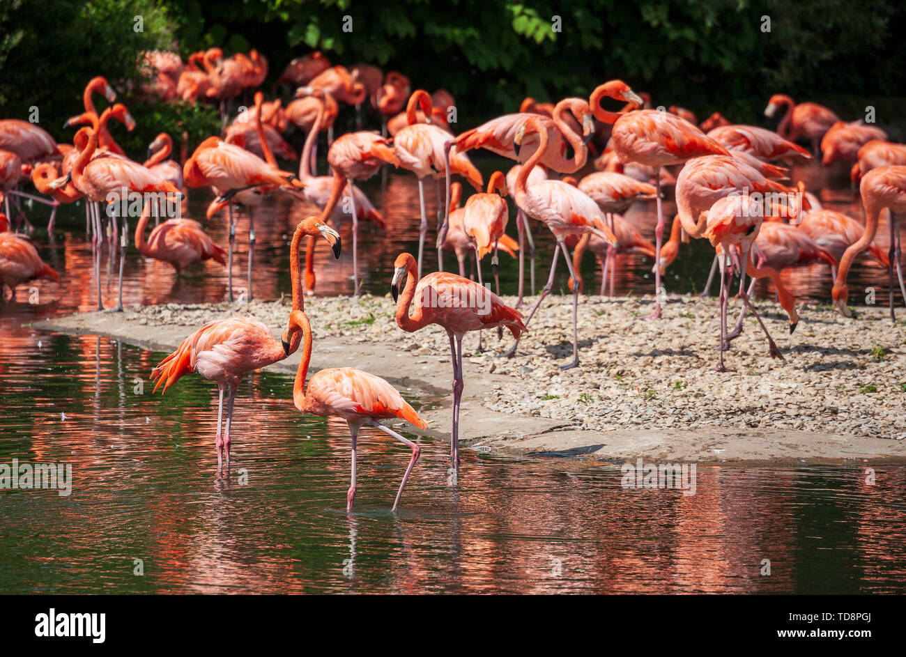 A flock of pink American Flamingos Stock Photo