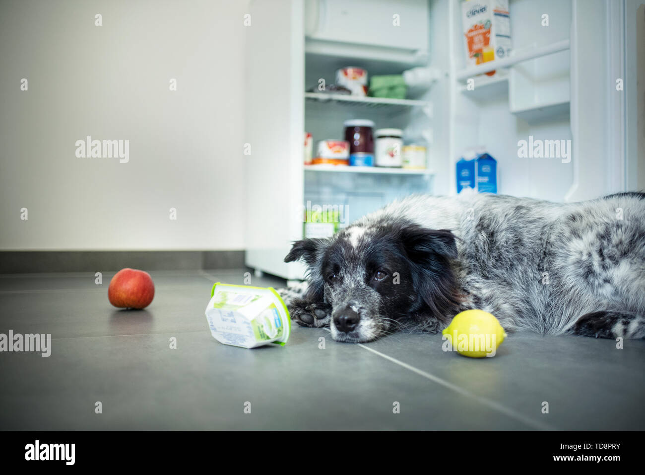 Dog infront of the fridge. Mixed breed dog steals food. Meal of a dog