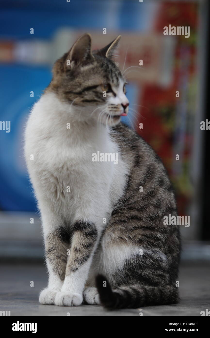 Pet animals cats mammals hi-res stock photography and images - Alamy