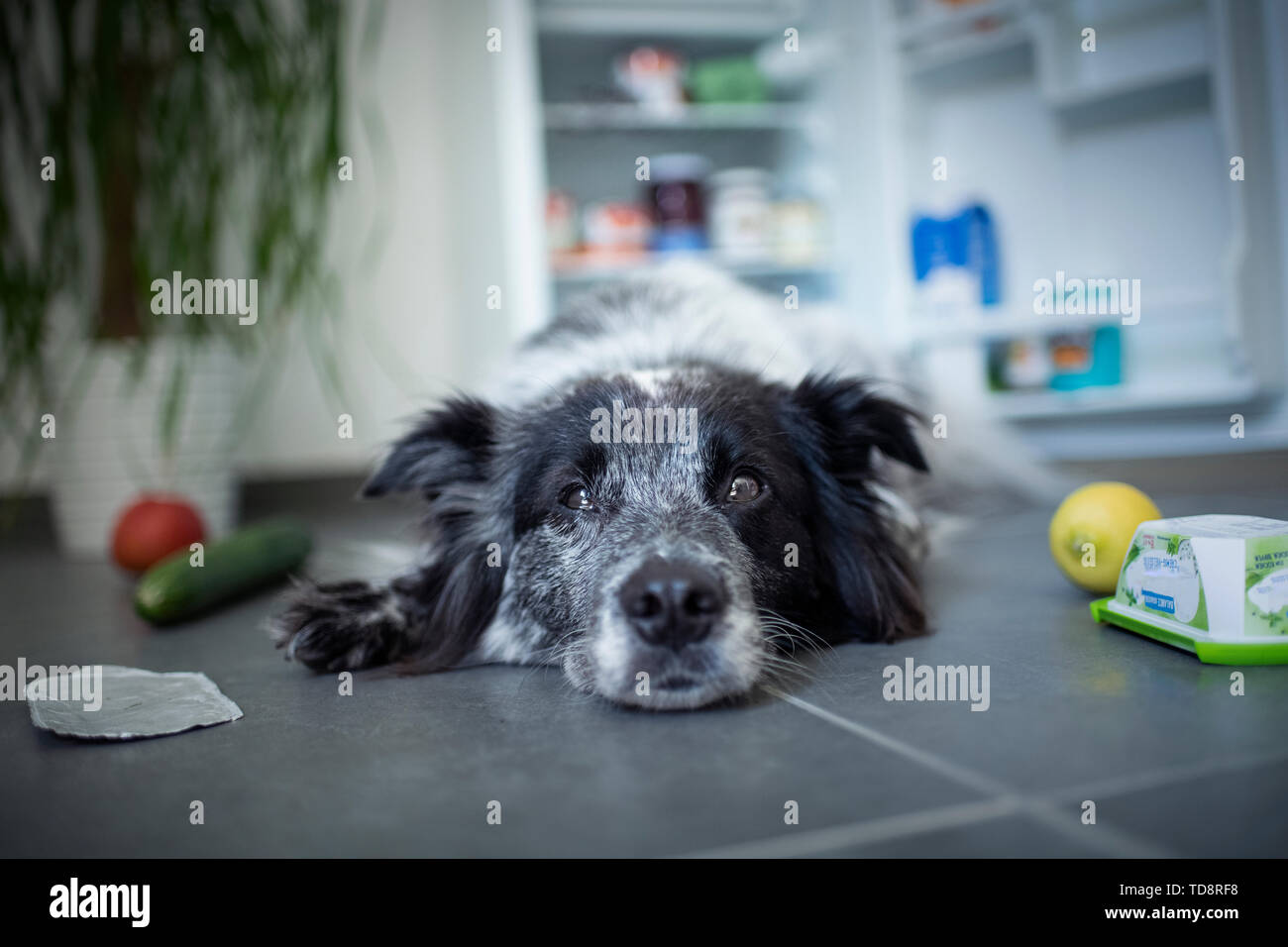 Dog infront of the fridge. Mixed breed dog steals food. Meal of a dog
