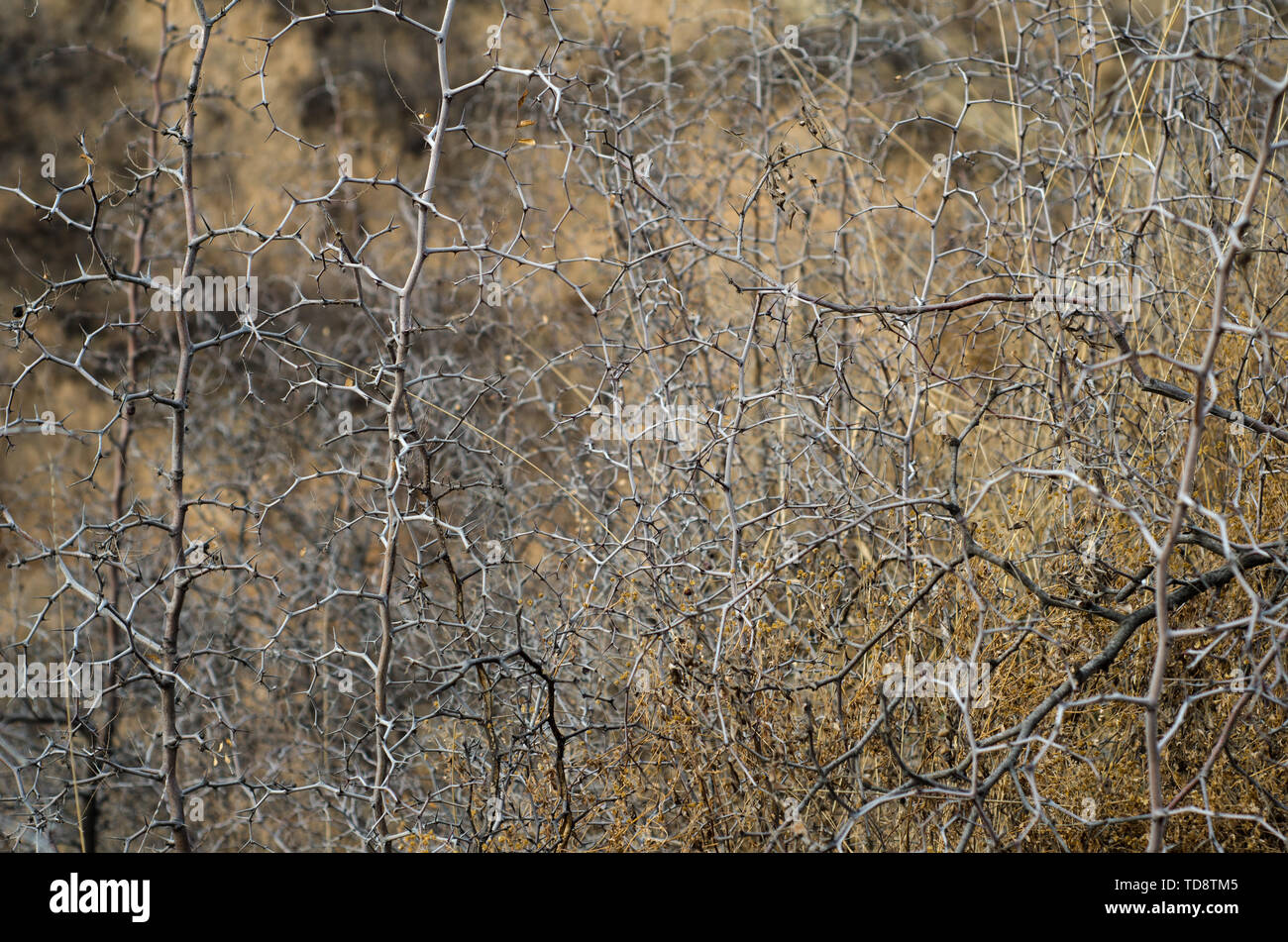 The Jujube Tree Growing On The Loess Plateau Is Full Of Sharp Thorns Stock Photo Alamy The Jujube Tree Growing On The Loess Plateau Is Full Of Sharp Thorns Stock Photo Alamy