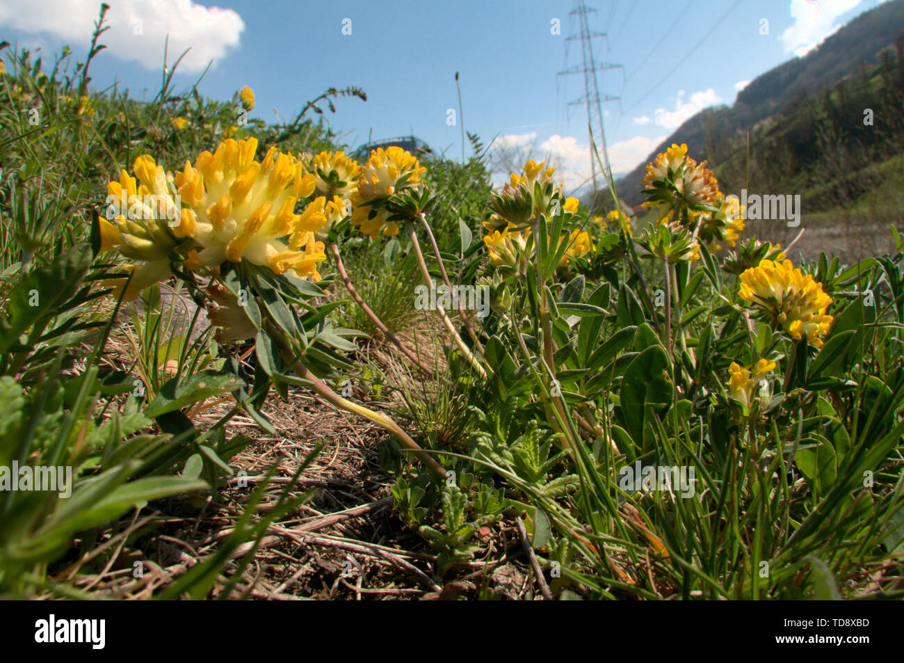 Anthyllis vulneraria; common kidnex vetch in rough pasture close to Flums, Swiss Alps Stock Photo