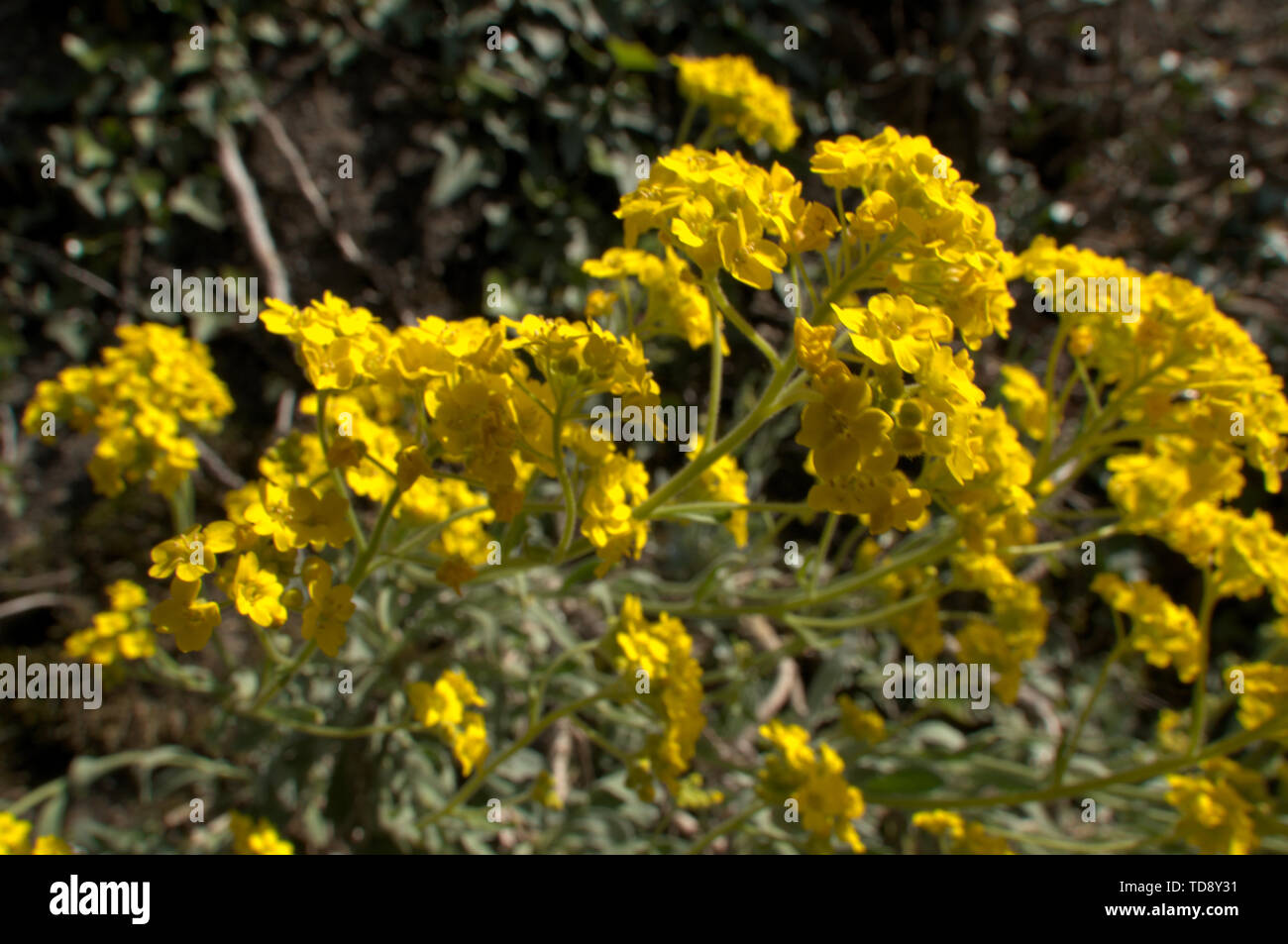Aurinia saxatilis; basketof gold (yellow Alyssum) in Swiss cottage