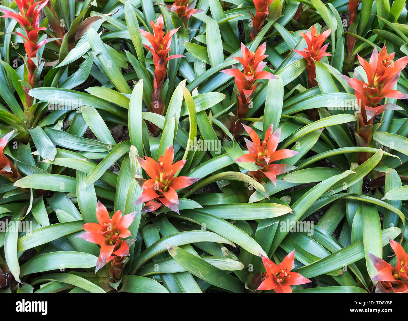 Closeup of the blooming bromeliad in the botanical garden. Stock Photo