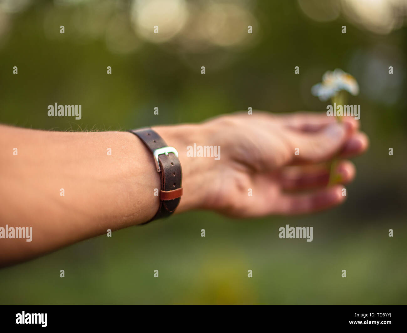 Male hand wearing leather wrist watch, holding a daisy flower out of focus Stock Photo