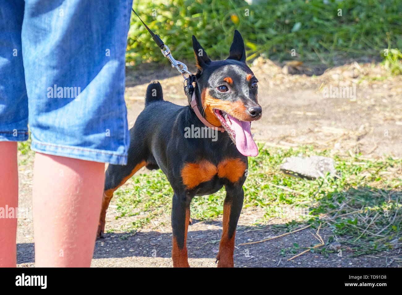 Miniature Pinscher dog on a leash with the owner Stock Photo