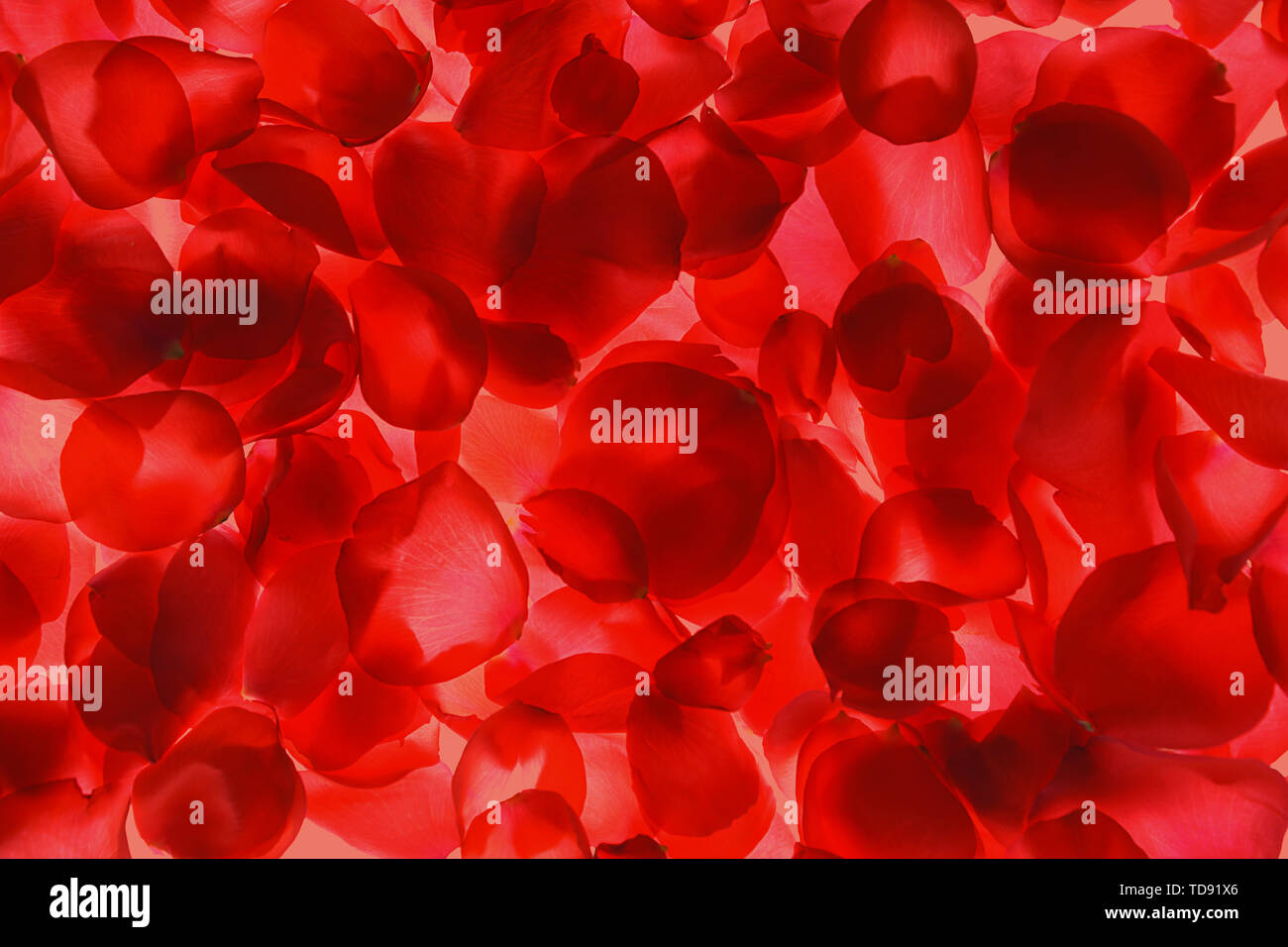 Red rose petals pattern on coral background, isolated. Stock Photo