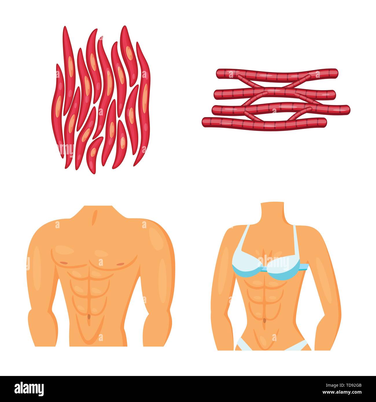 Vector illustration of muscle and cells icon. Collection of muscle and ...