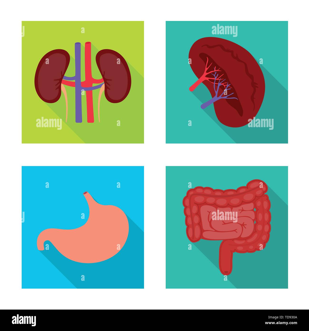 kidney,stomach,intestine,urinary,digestive,gastrointestinal,ache