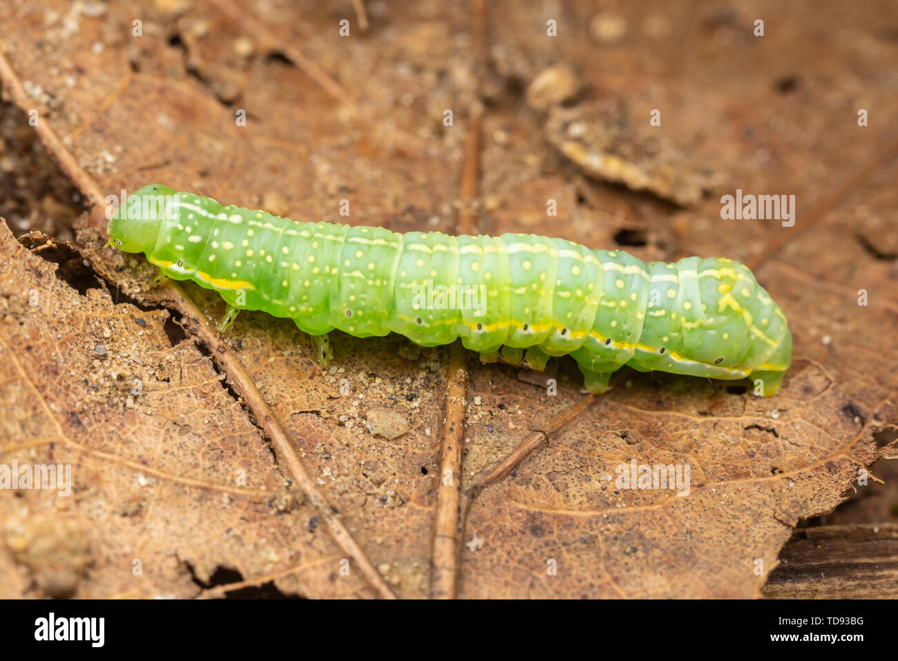 A Copper Underwing (Amphipyra pyramidoides) moth caterpillar (larva) crawls among leaves on the forest floor. Stock Photo